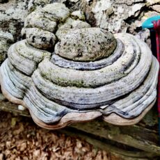 Faggeta di Camposauro